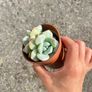 plant Image 4