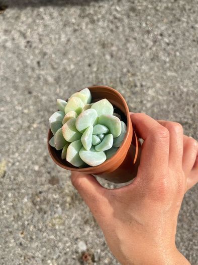 plant