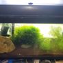 fish tank Image 3