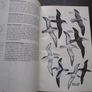 1987 "Field Guide To The Birds Of North America - National Geographic Society" Image 6