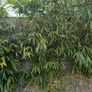 bamboo Image 4