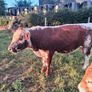 Pedigree Irish Moiled Bull Image 3