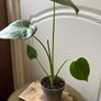 Monstera Deliciosa Image 7