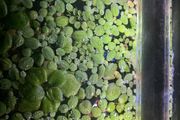 Floating plants selection - Amazon sponge plant, Salvinia and Water lettuce (pistia) - large portions