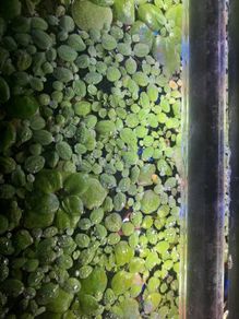 Floating plants selection - Amazon sponge plant, Salvinia and Water lettuce (pistia) - large portions