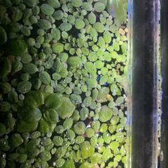 Floating plants selection - Amazon sponge plant, Salvinia and Water lettuce (pistia) - large portions