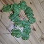 plant leaf Image 2