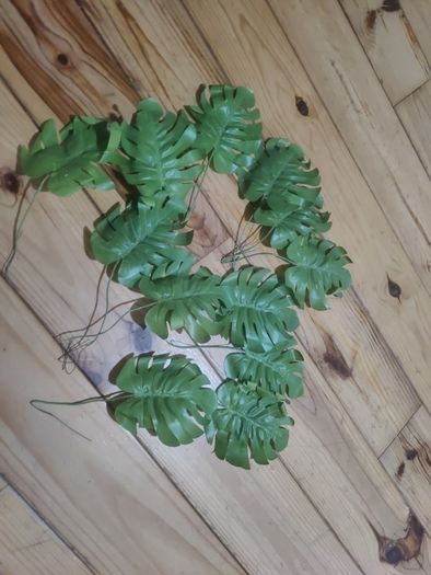 plant leaf