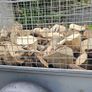 Firewood Delivered Image 2