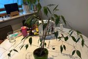 Tall Weeping Fig Ficus benjamina