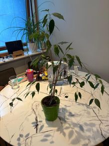 Tall Weeping Fig Ficus benjamina