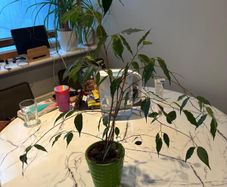 Tall Weeping Fig Ficus benjamina