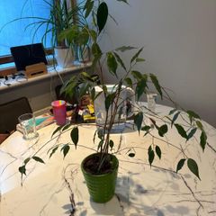 Tall Weeping Fig Ficus benjamina