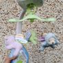 Fisher Price Butterfly Dreams 3-in-1 (used). Image 4