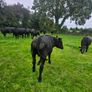 Aberdeen Angus bullocks Image 2