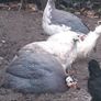 Guinea Fowl Image 3