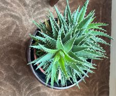 House Plant