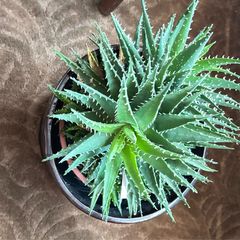 House Plant