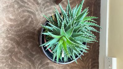 House Plant