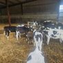 Fr Calves Image 5
