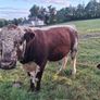Pedigree Irish Moiled Bull Image 2