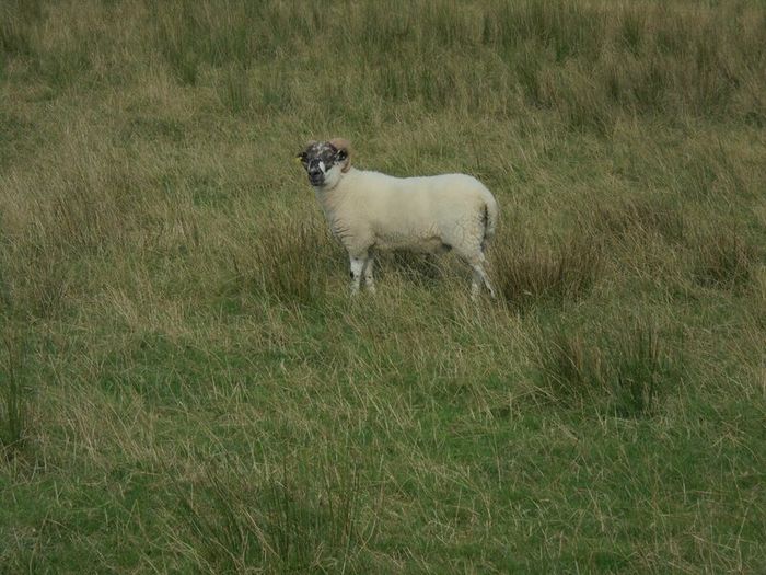Teaser Rams, Vasectomised Teaser Ram .Teaser Ram.