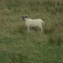 Teaser Rams, Vasectomised Teaser Ram .Teaser Ram. Image 6