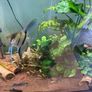 Angel fish male 1 year old free Image 3