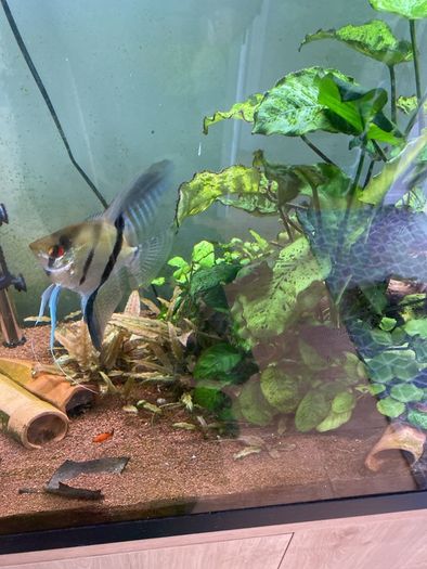 Angel fish male 1 year old free