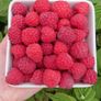 Raspberry Plants Image 5