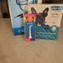 pet care Image 4
