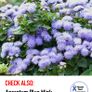 (A) Mexican Ageratum Pink seeds 0,2g (501606) Image 3