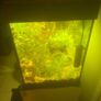 fish Image 3