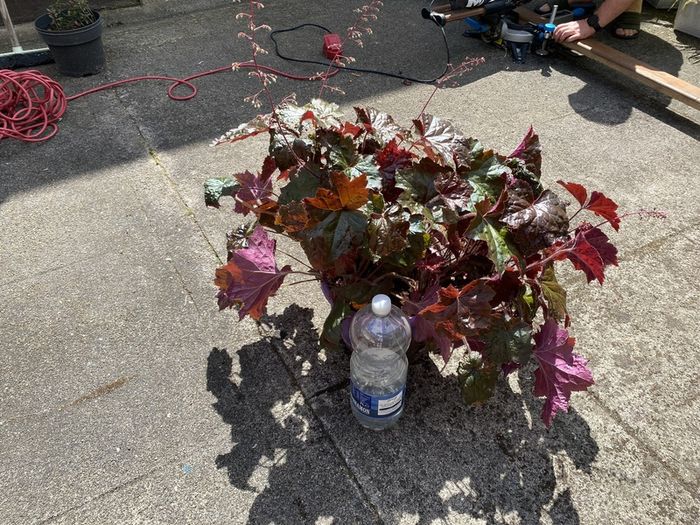 Heuchera plant