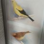 Antique Bird Book - Canaries, Hybrids & British Birds Image 7