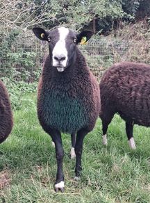 PBR Zwartbles Ram for sale