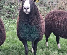 PBR Zwartbles Ram for sale