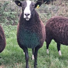 PBR Zwartbles Ram for sale