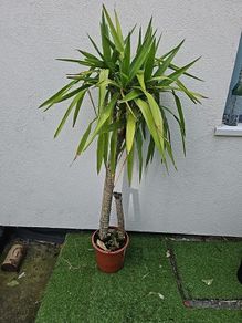 plant
