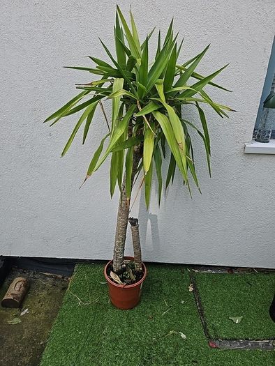 plant