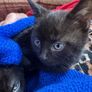 kittens Image 2