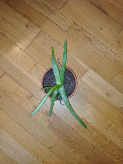 Ultimate Plant Lover's Bundle, Swiss Cheese and Aloe Vera