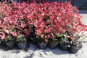 Red Robin Hedging