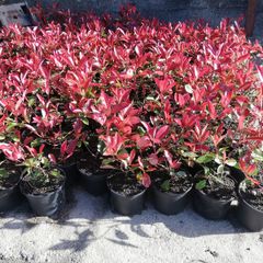 Red Robin Hedging