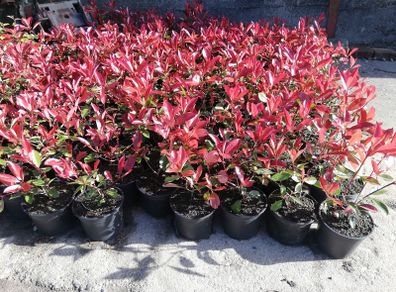 Red Robin Hedging