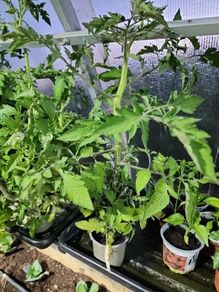 Tomato Plants 15in tall money maker and Gardeners Delight