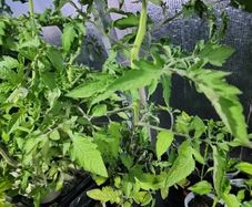 Tomato Plants 15in tall money maker and Gardeners Delight