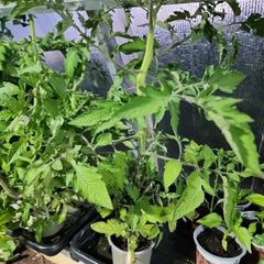 Tomato Plants 15in tall money maker and Gardeners Delight