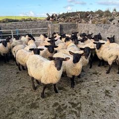 Suffolk X Mule EWE Lambs