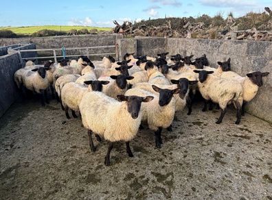 Suffolk X Mule EWE Lambs